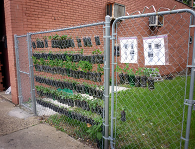 Vertical Garden on fence