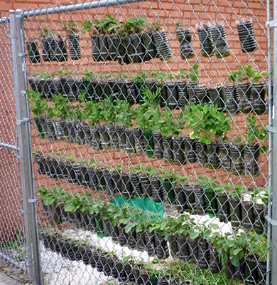 Vertical Garden on fence